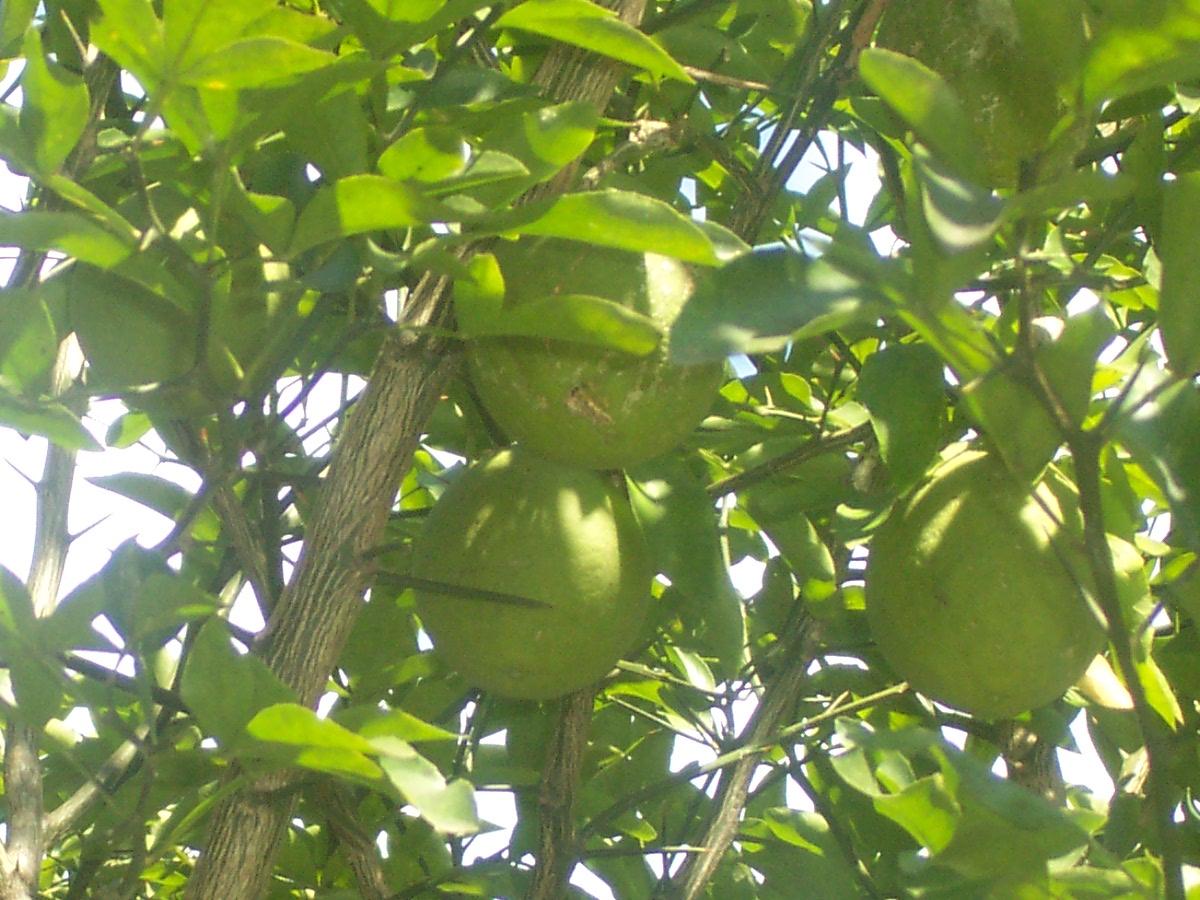 SPRING LAKE ESTATES - Residential