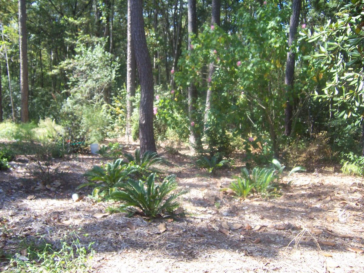 SPRING LAKE ESTATES - Residential