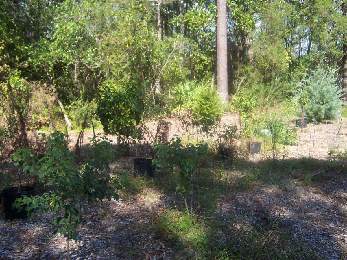 SPRING LAKE ESTATES - Residential