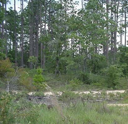 High and Dry land to build your dream home! Great 5 Acre tract, just off Hwy. 90 and Hwy 1087. Maintenance of roads here is private. Property is only about 800 feet off Hwy. 1087.Lot 23 is also for sale at $89,000.