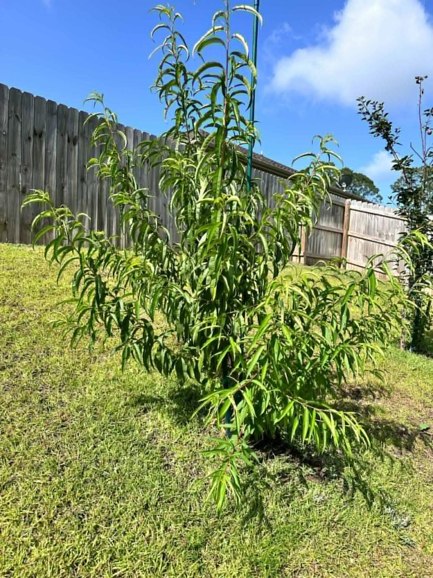 BROOKE ESTATES PH III - Residential