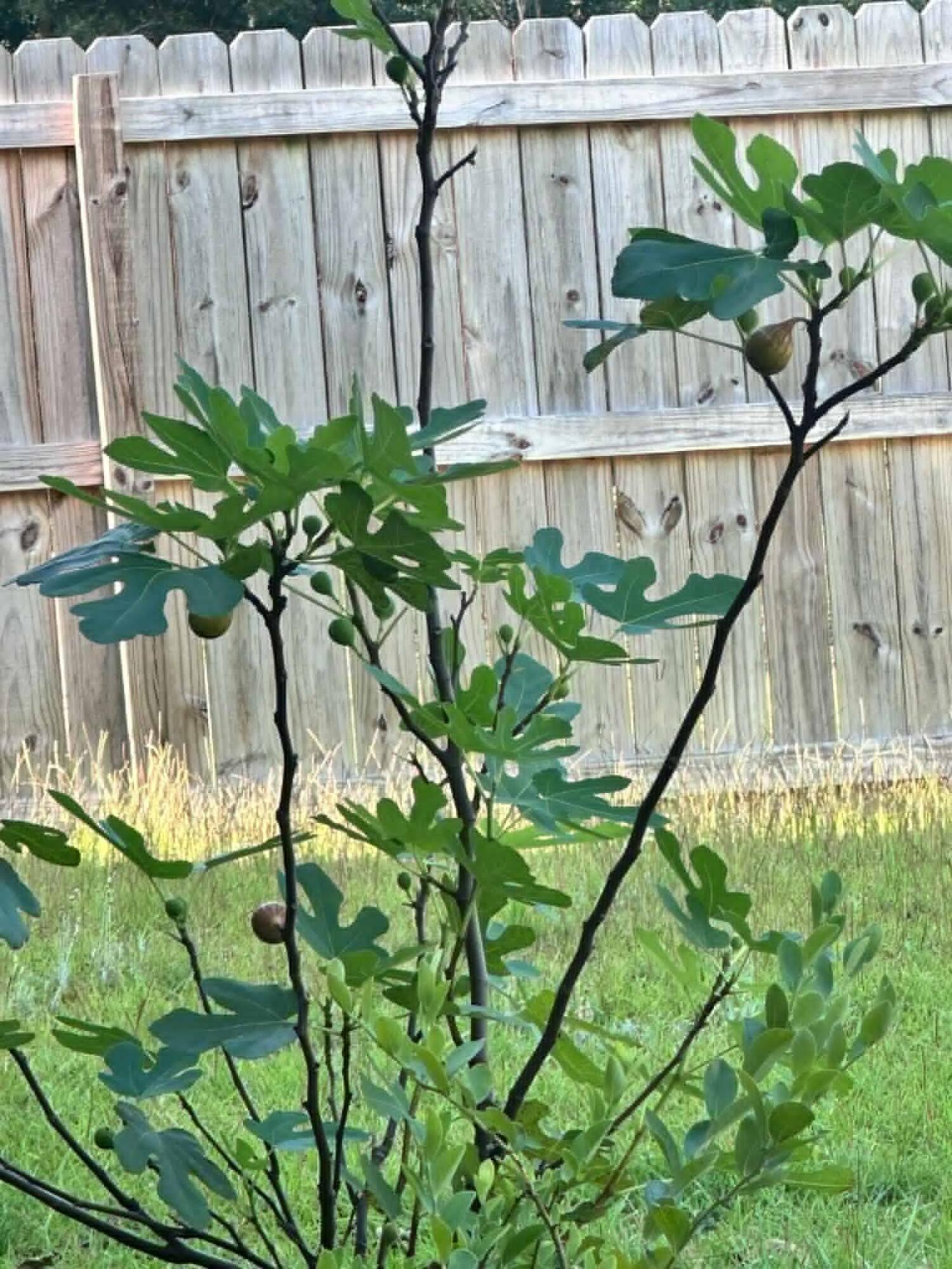 BROOKE ESTATES PH III - Residential