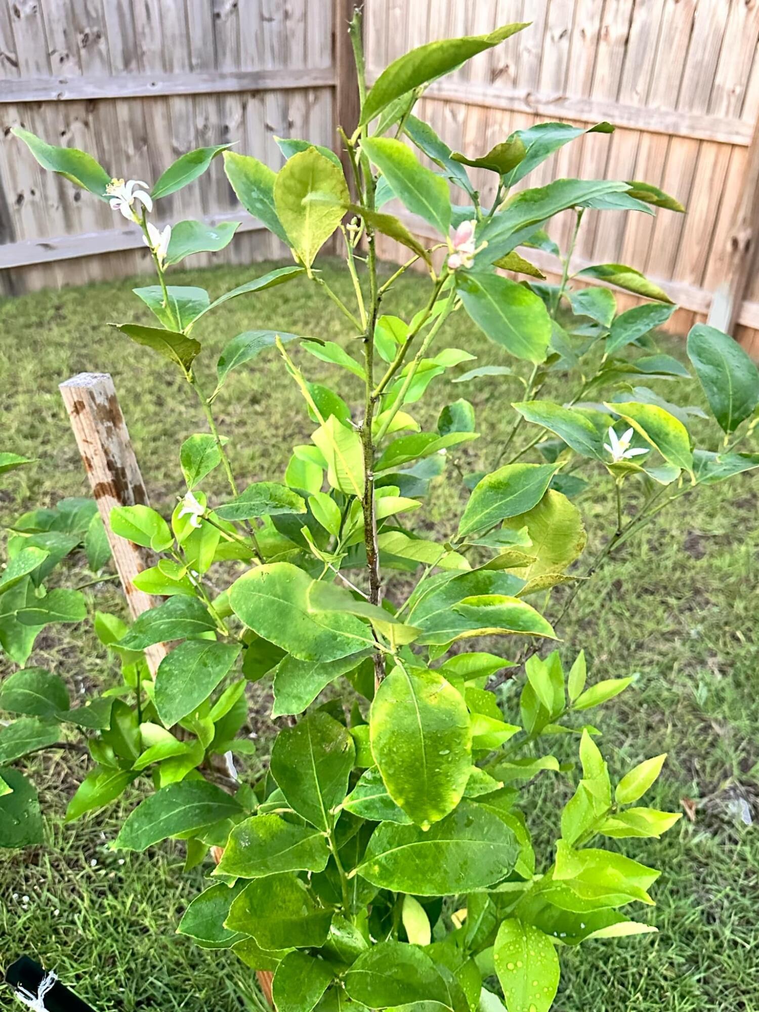 BROOKE ESTATES PH III - Residential