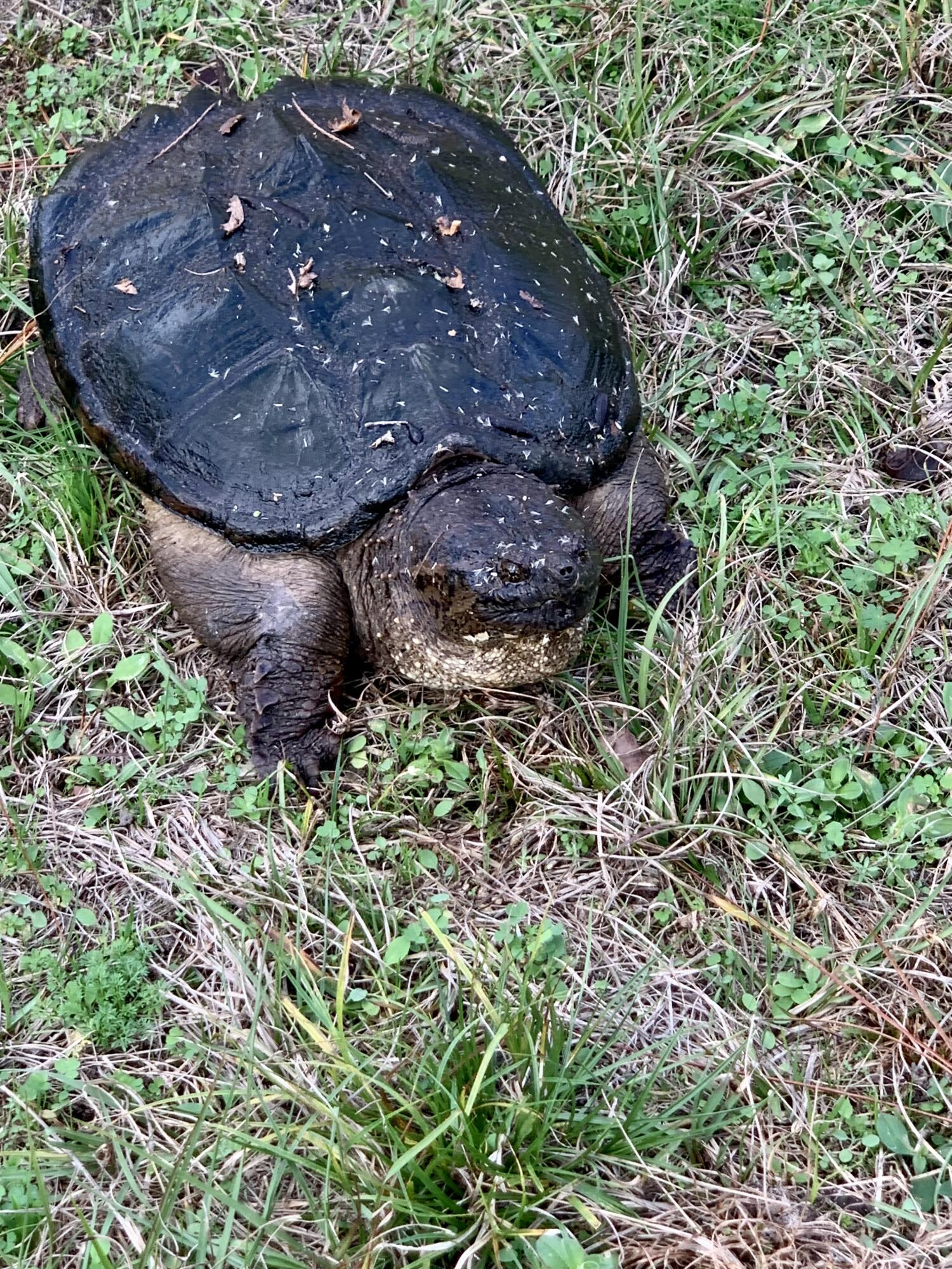 Canopy Crossing - Land