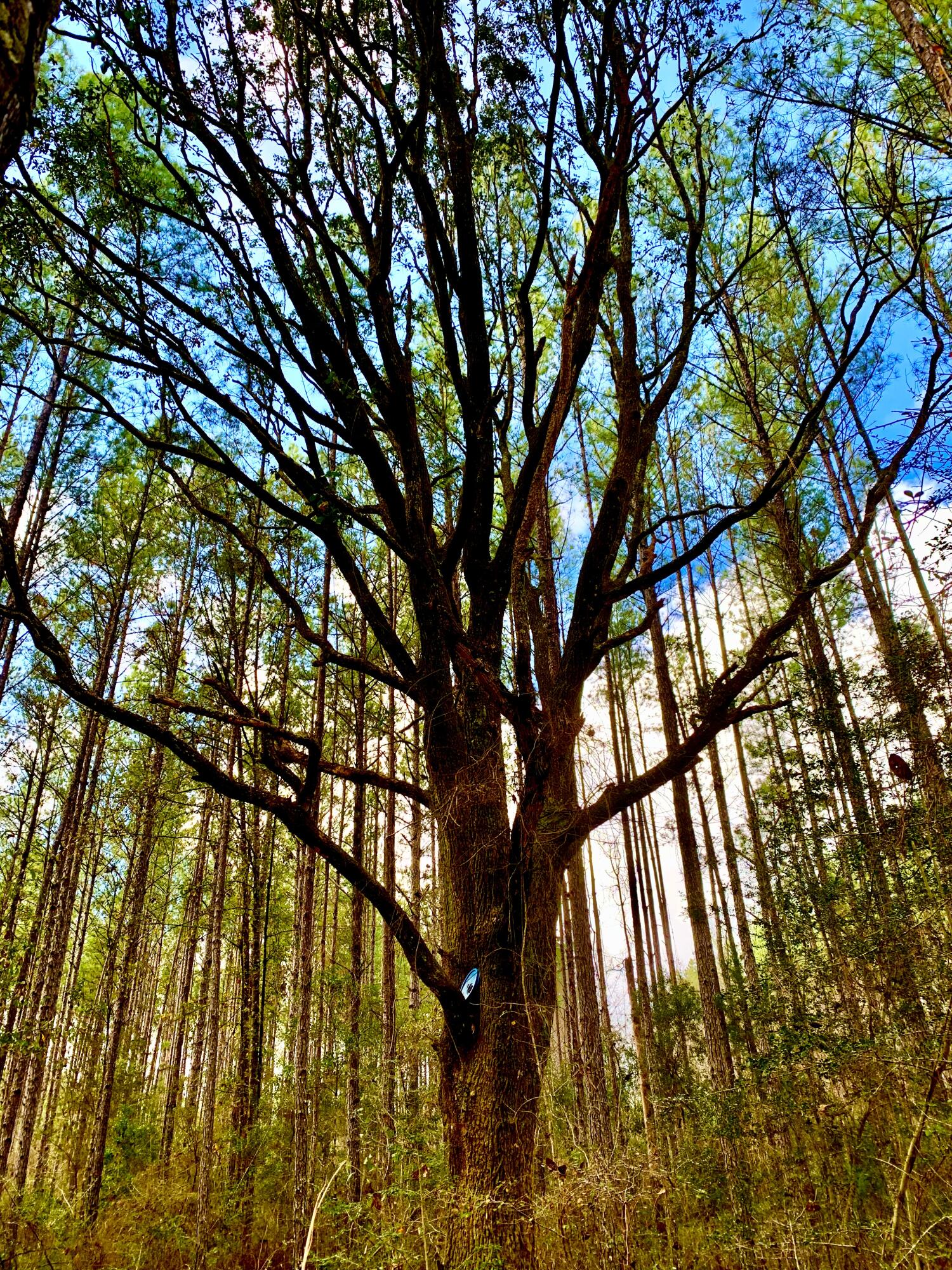 Canopy Crossing - Land