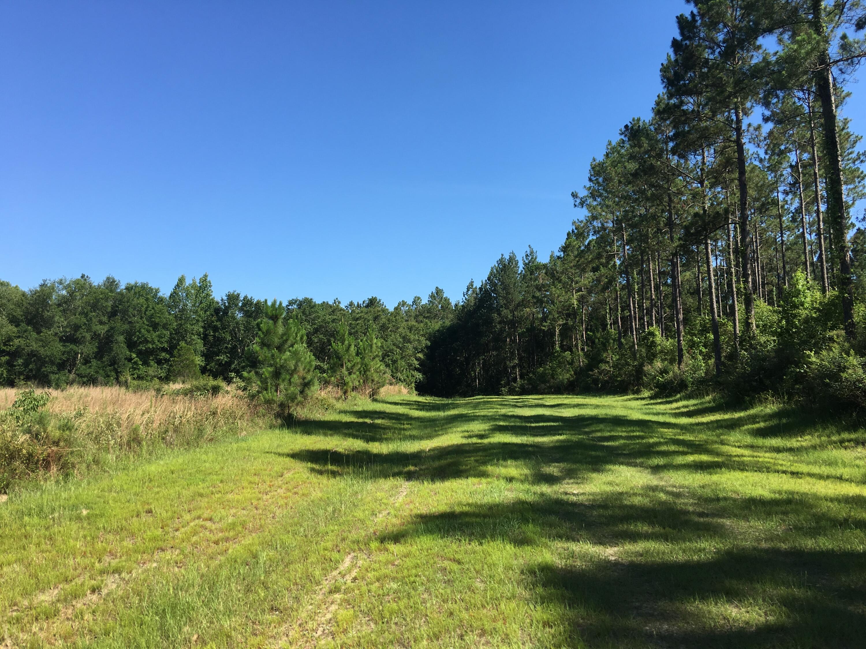 Canopy Crossing - Land