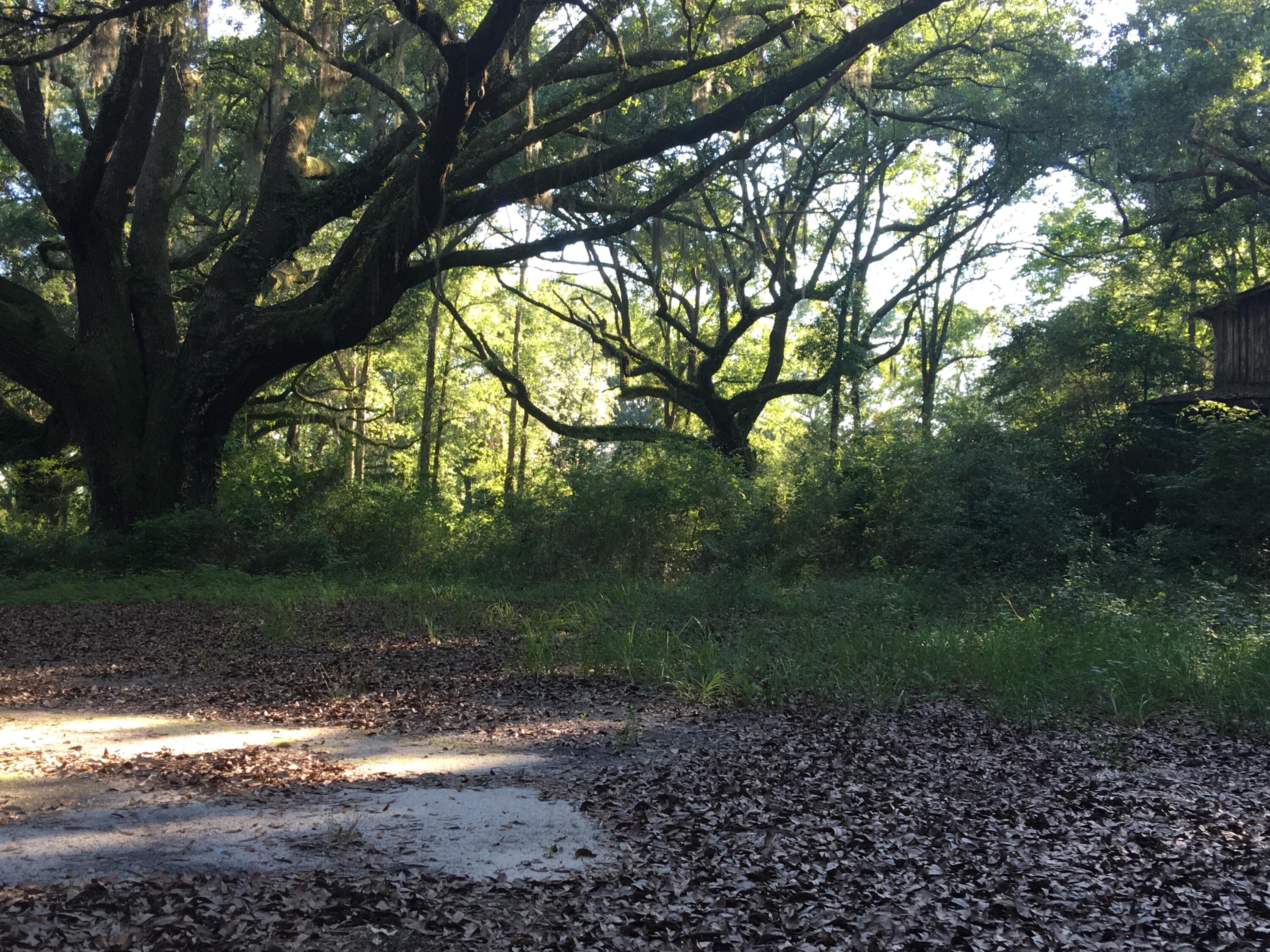 Canopy Crossing - Land