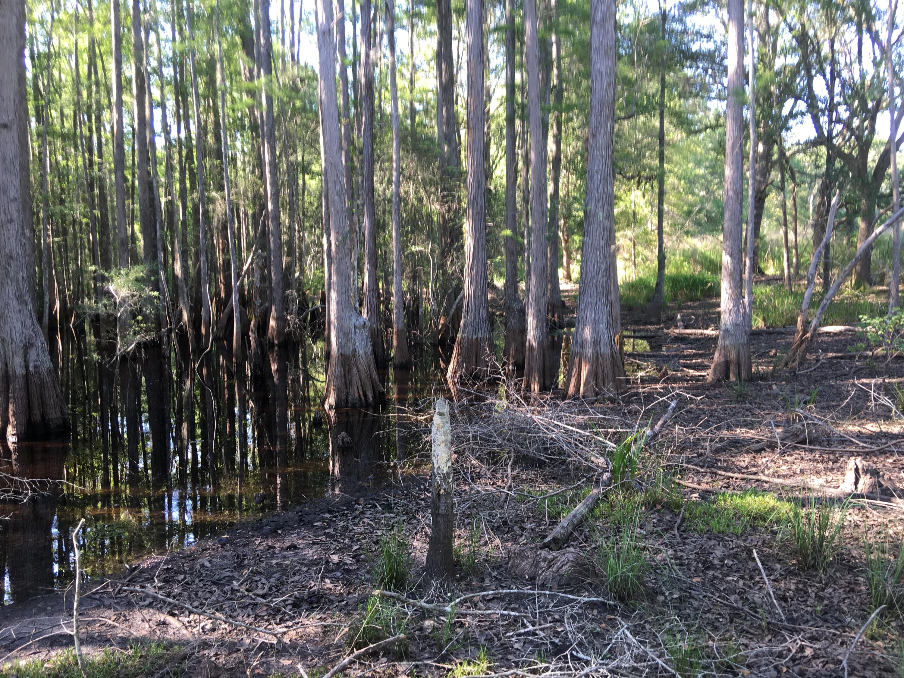 Canopy Crossing - Land