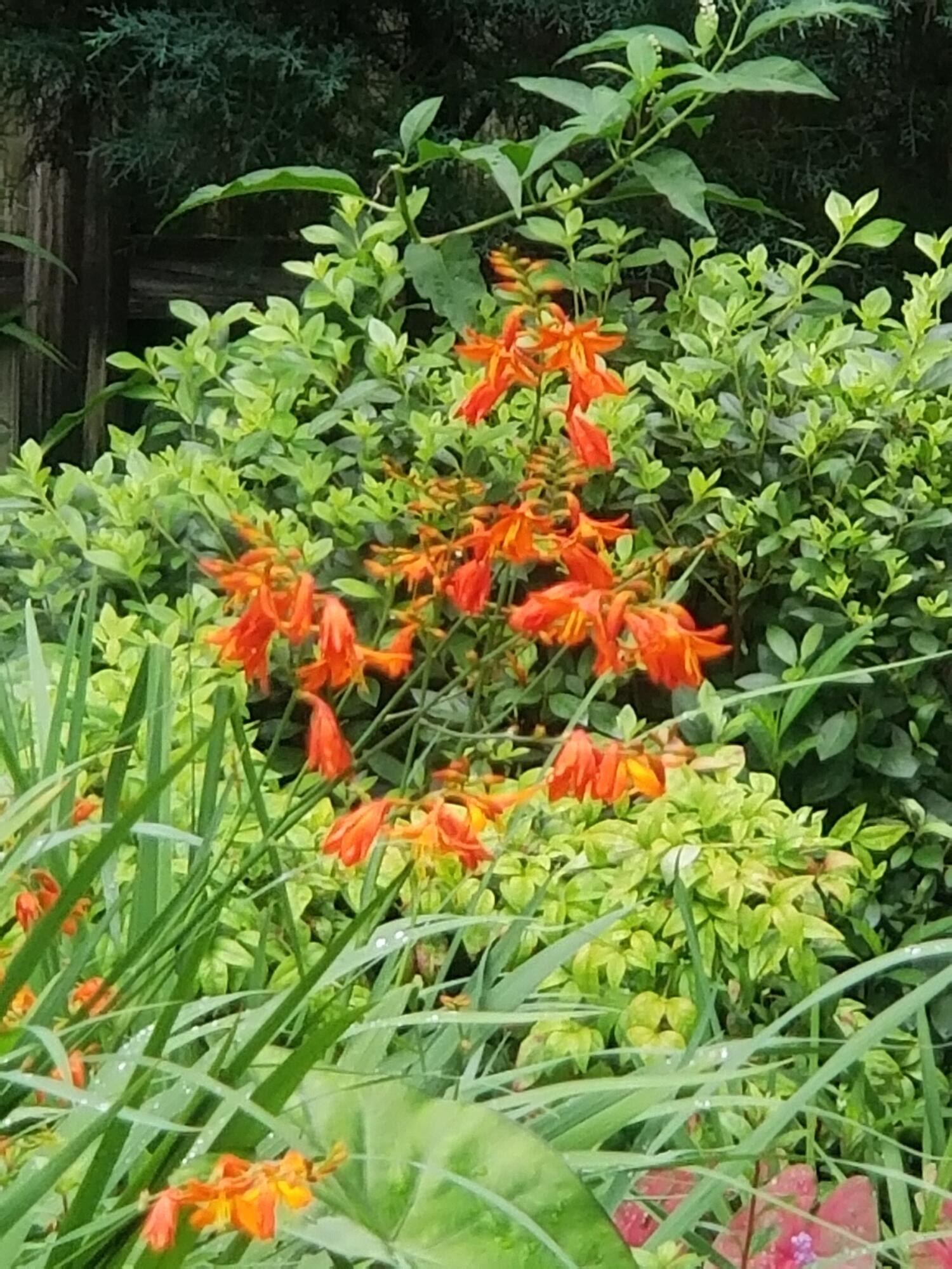 ROCKY,LAKEWAY,FAIRWY - Residential