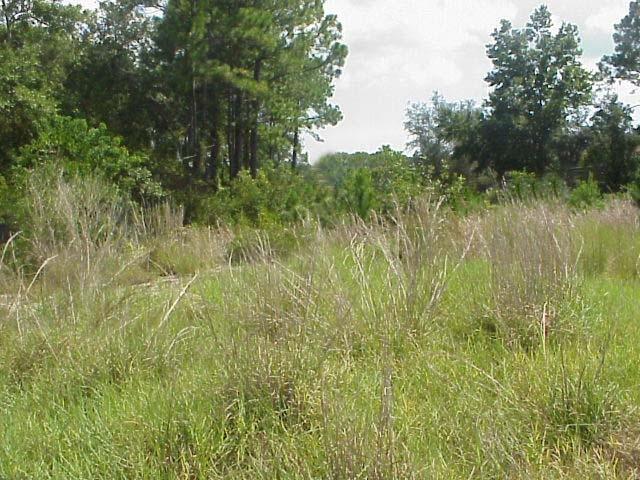 Motivated Seller is ready to sell!!! Large 34 acre parcel in rapidly developing Freeport area! Great location for a country getaway with plenty of room for horses and stables. Convenient location close to I-20, Panama City International Airport, Beaches of South Walton, shopping, restaurants and attractions in South Walton and Pier Park.