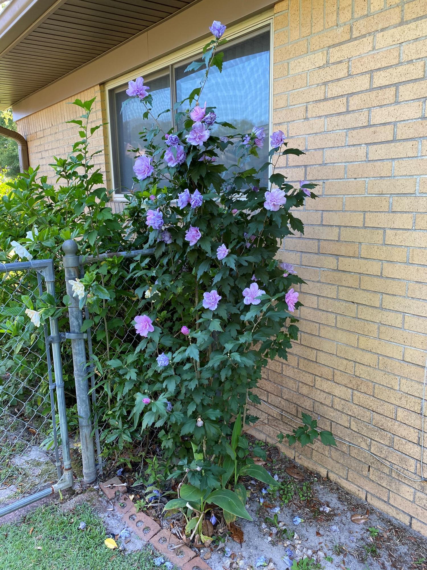 BAYOU WOODS 2ND ADDN - Residential