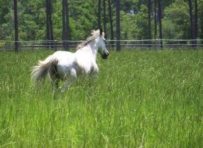 STABLES AT SANDY PINES - Land