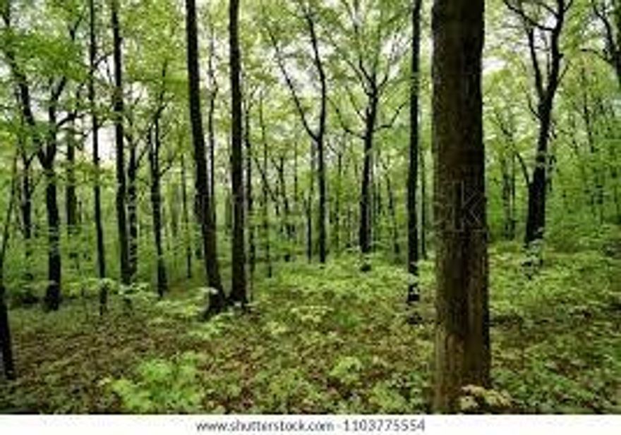 95.49 wooded acres of timberland in Holt just off Wilkerson Bluff Road at the end of Carr Road~ There is some swamp, wet lands on the property as well~ This is not far from Yellow River~ This would make a great homestead or hunting lodge~ There is deeded access to the property~
