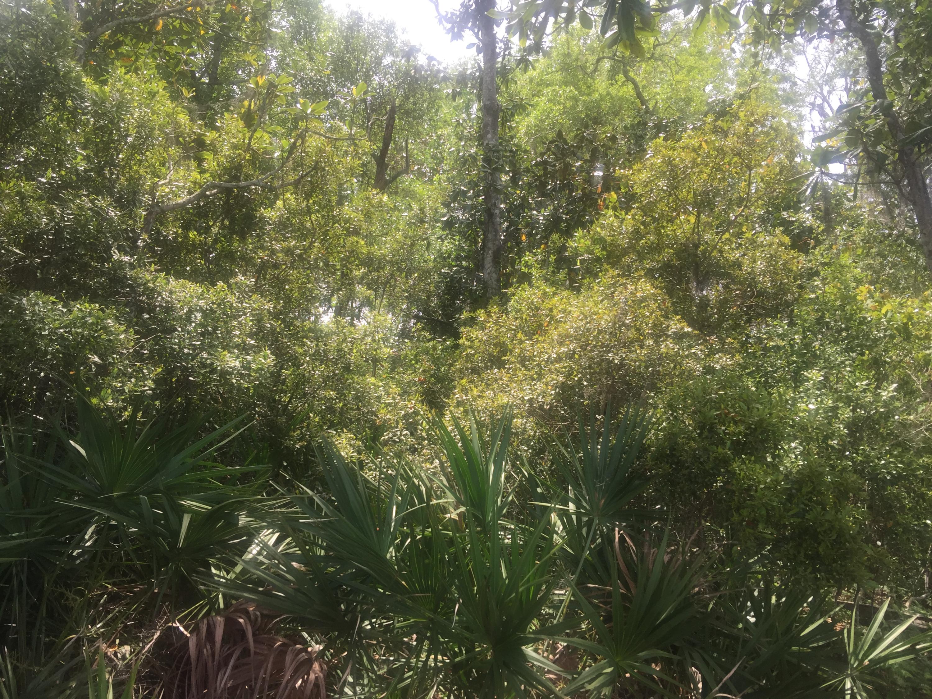 Magnolia Beachs - Land