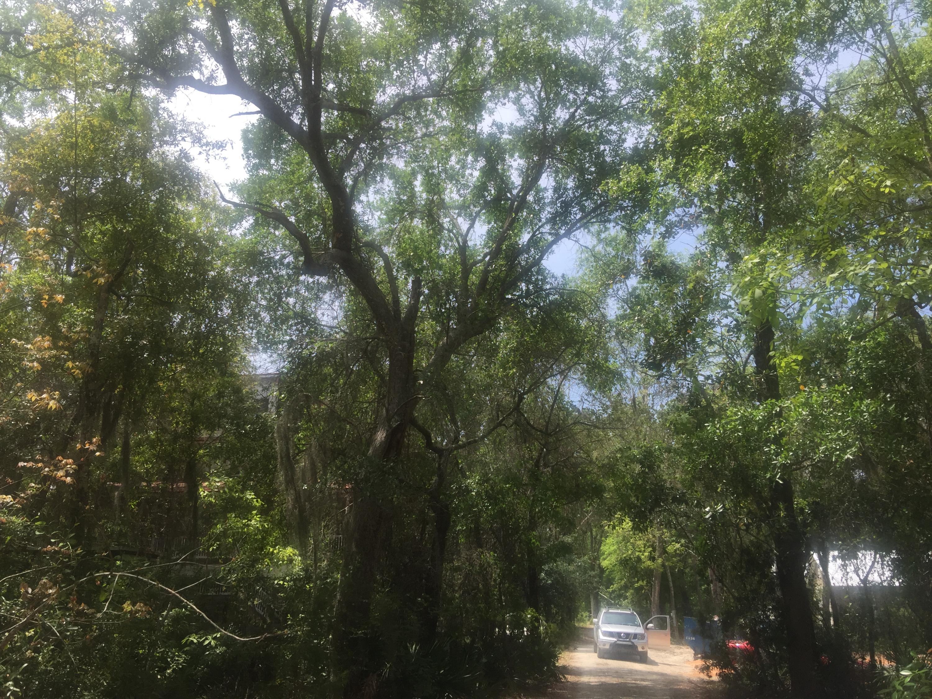 Magnolia Beachs - Land