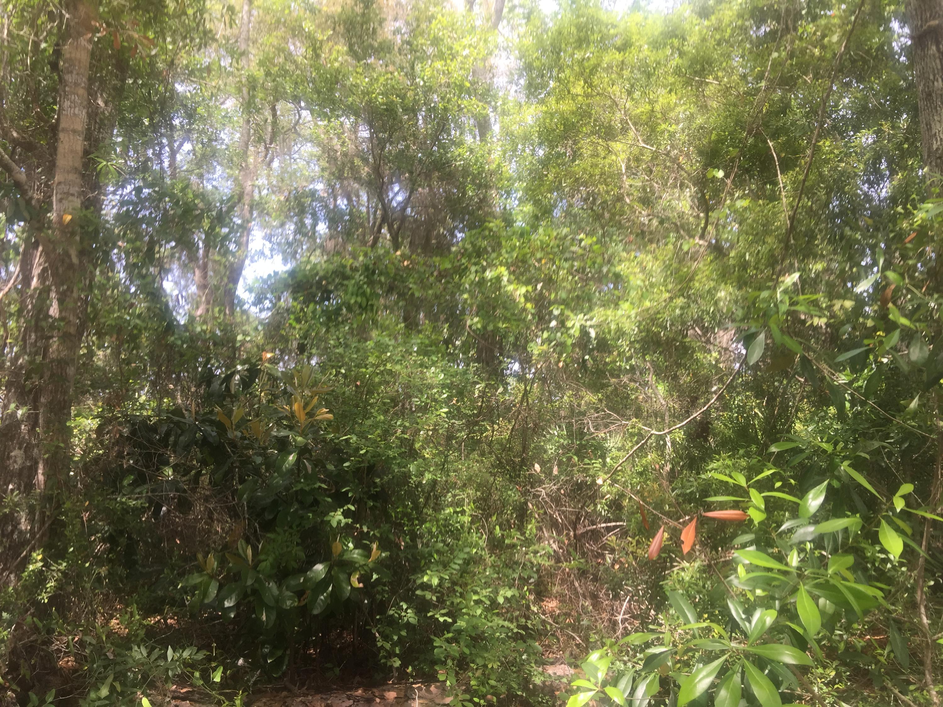 Magnolia Beachs - Land