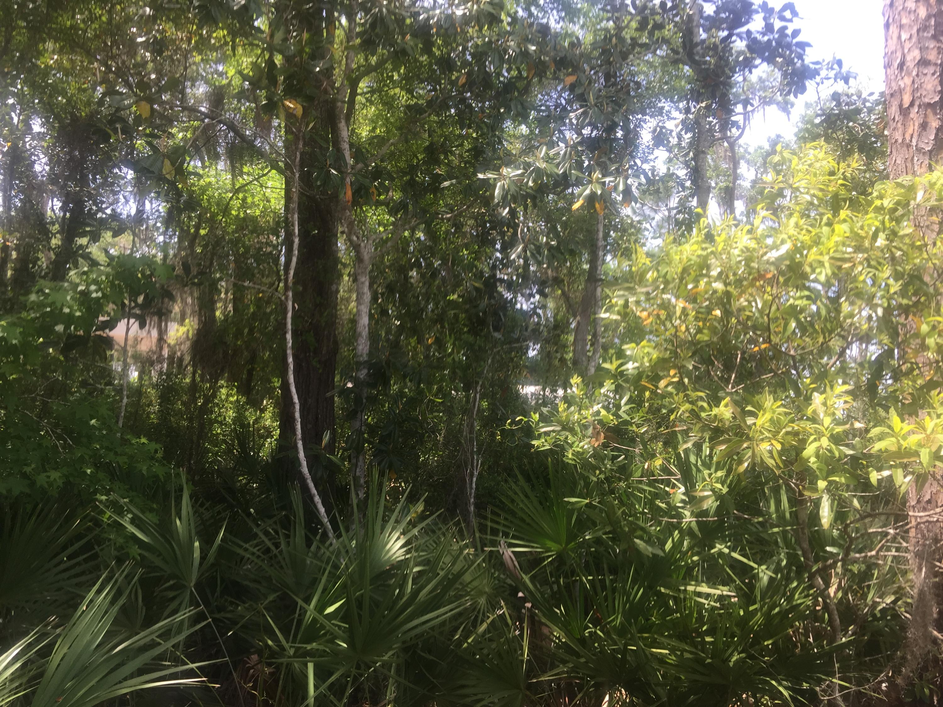 Magnolia Beachs - Land