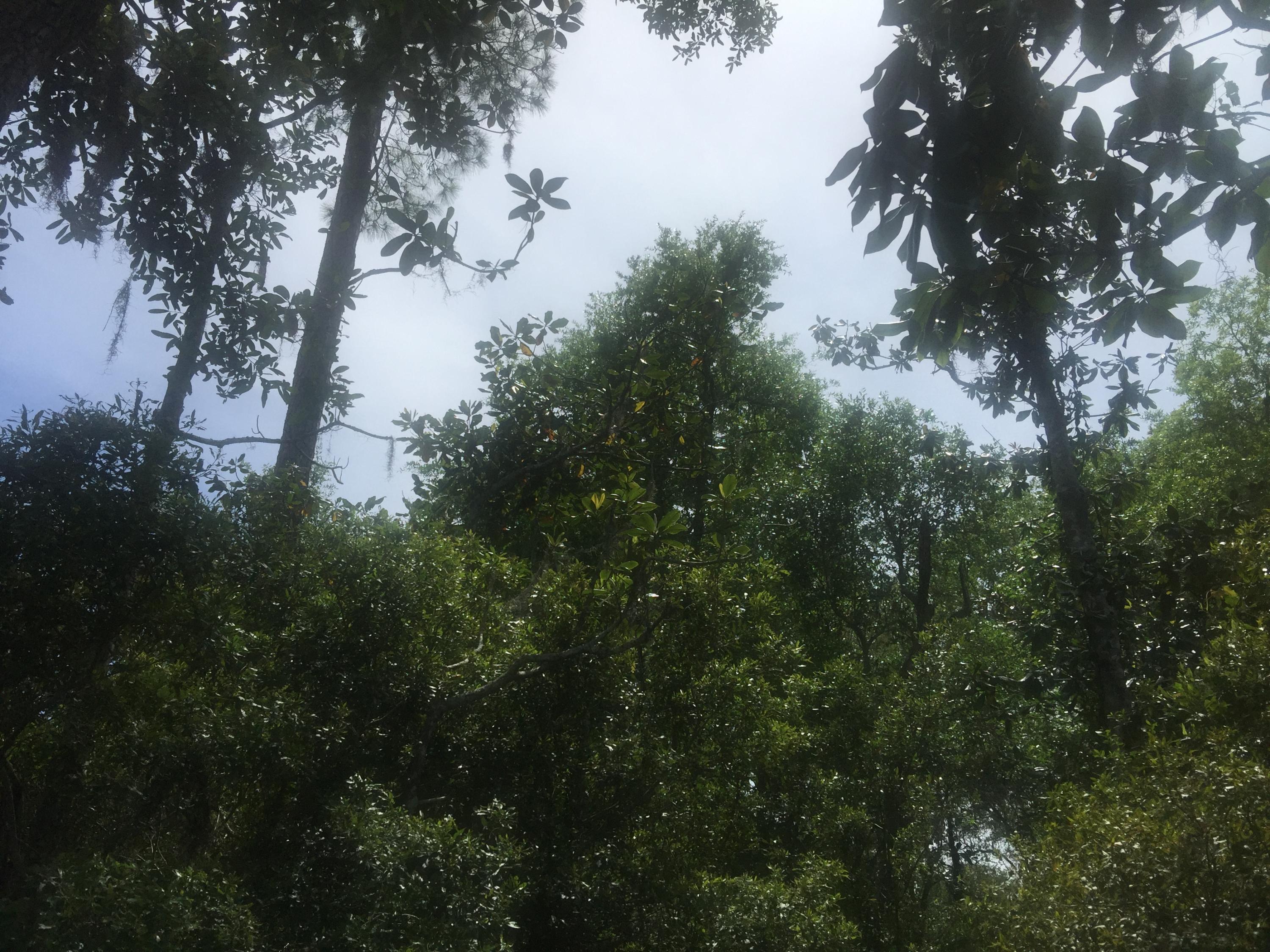 Magnolia Beachs - Land