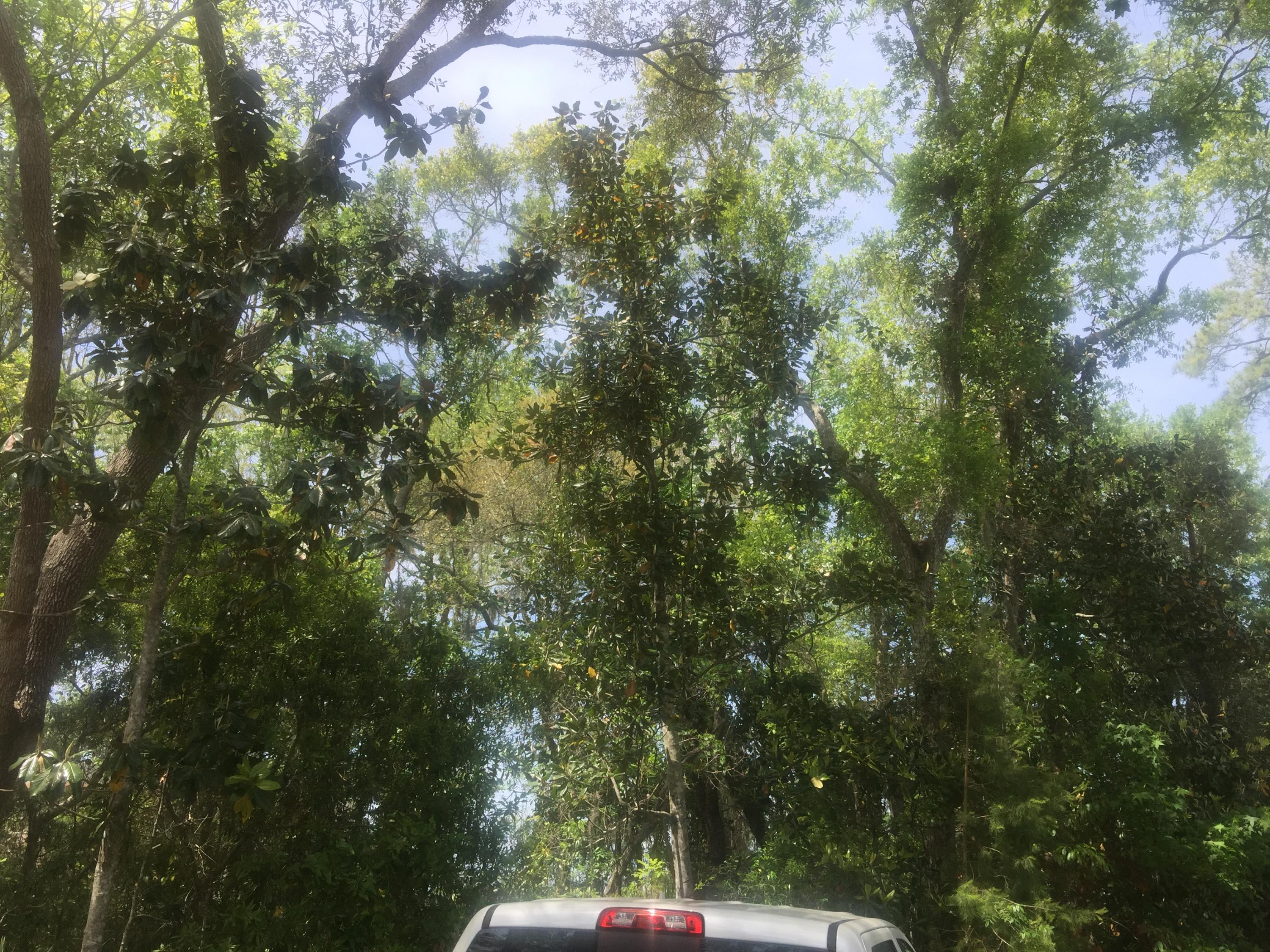 Magnolia Beachs - Land