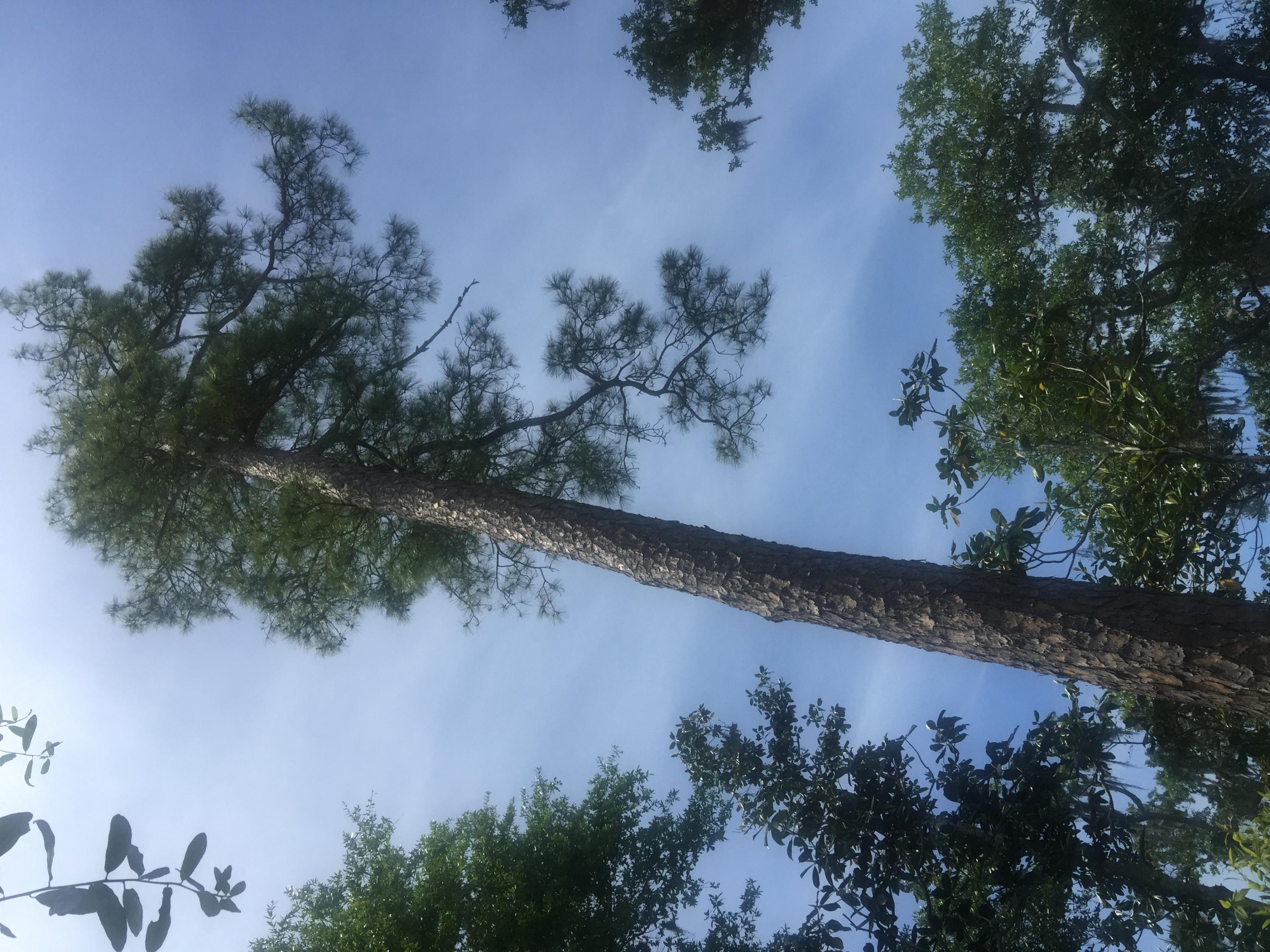 Magnolia Beachs - Land