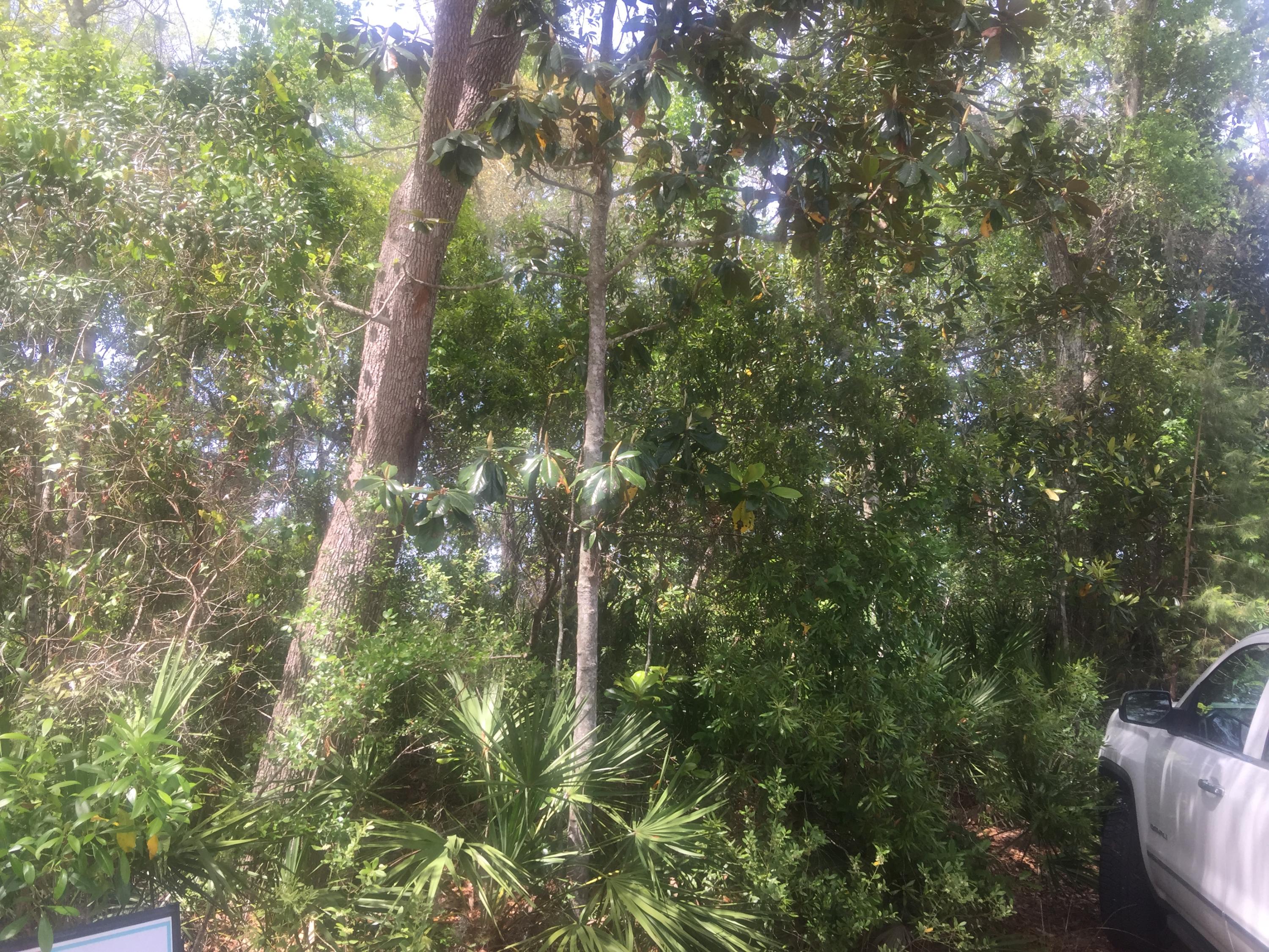 Magnolia Beachs - Land