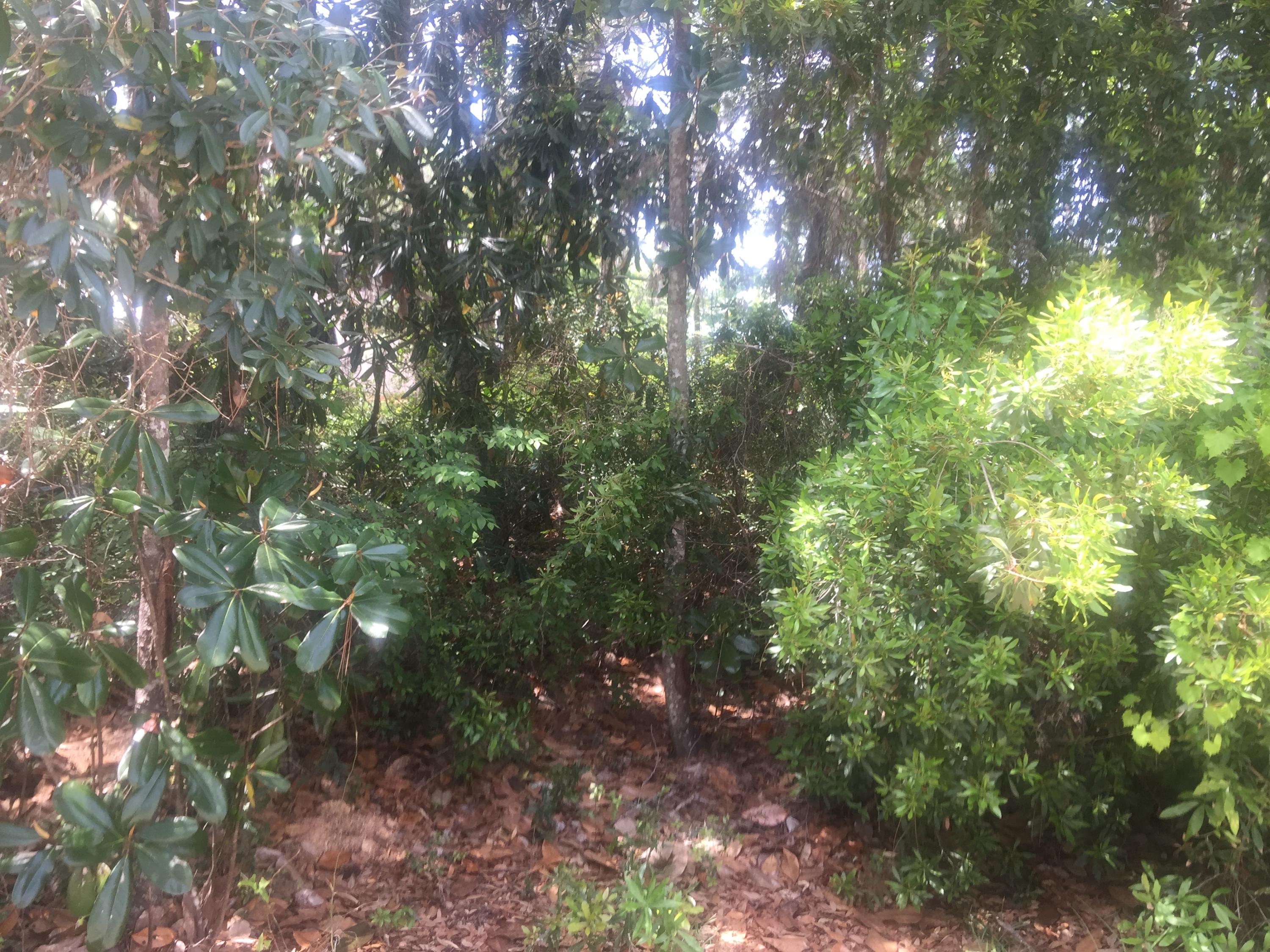 Magnolia Beachs - Land