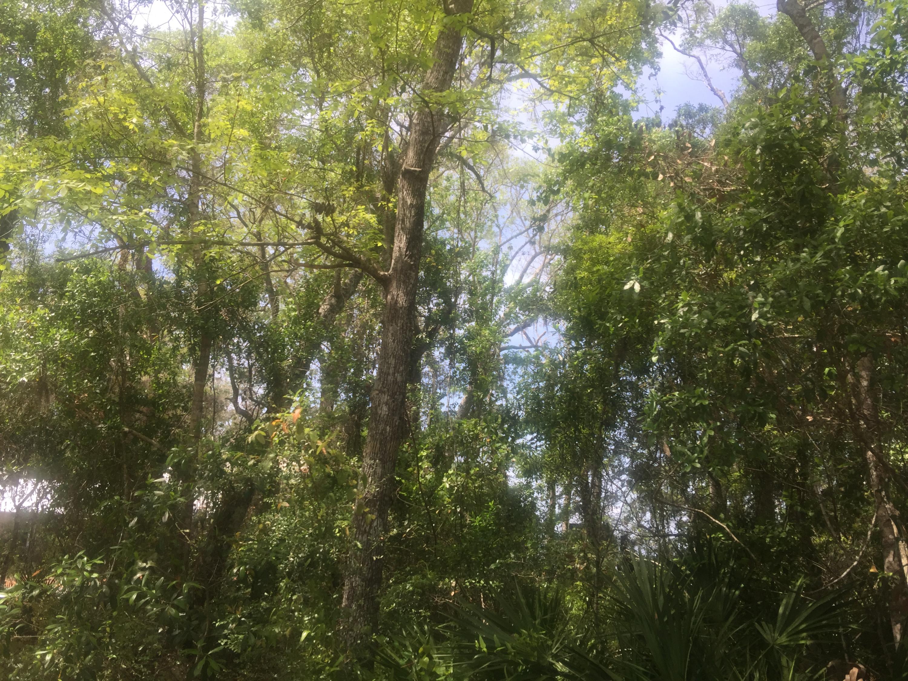 Magnolia Beachs - Land