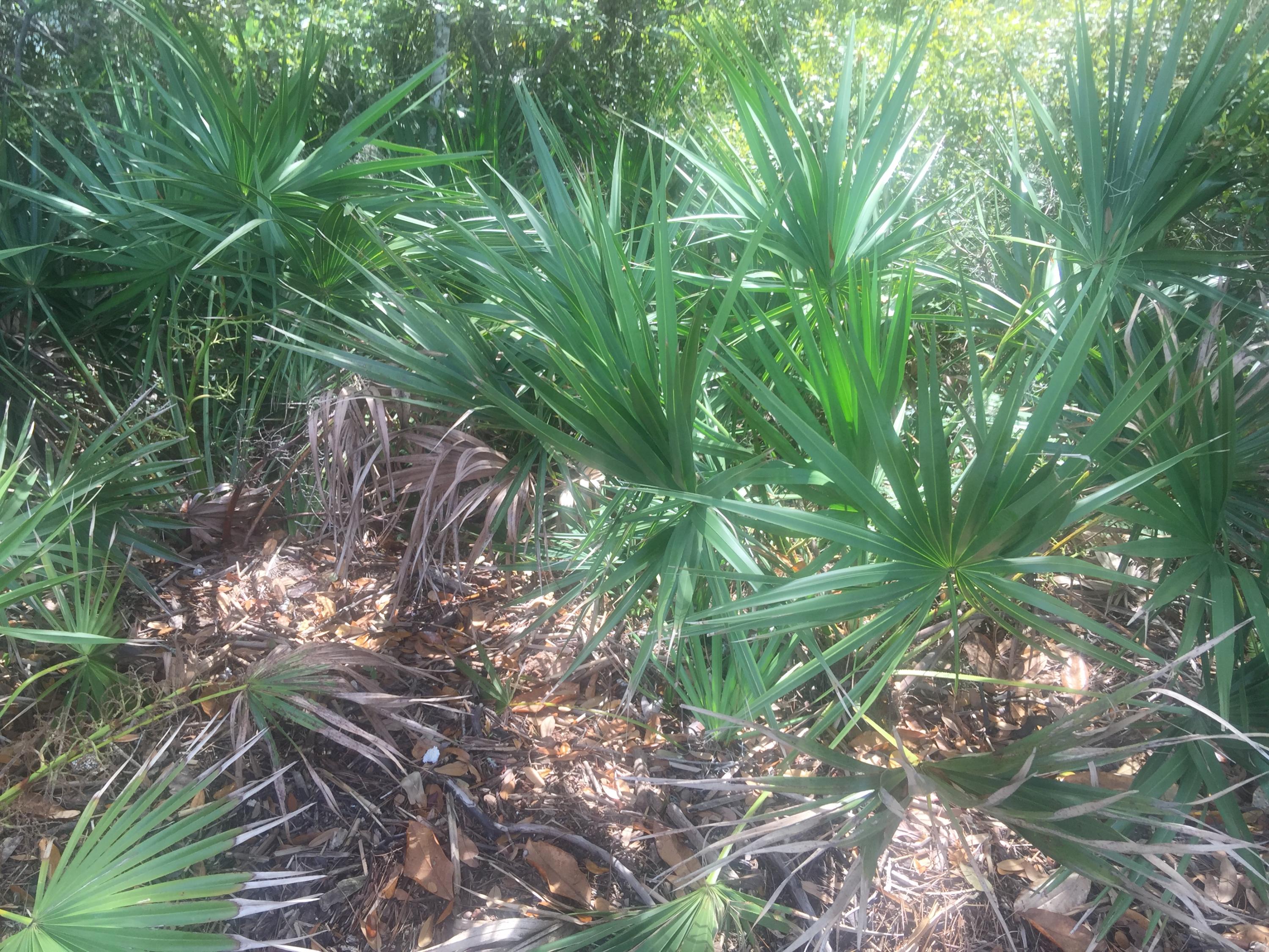 Magnolia Beachs - Land