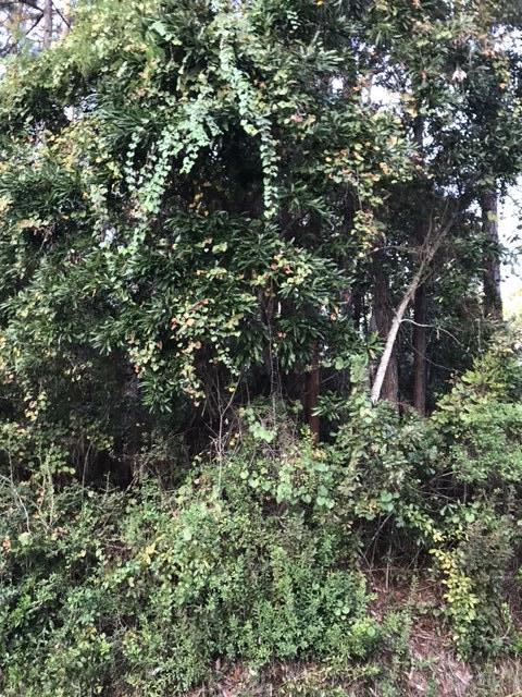 EVERGREEN SHORES - Land