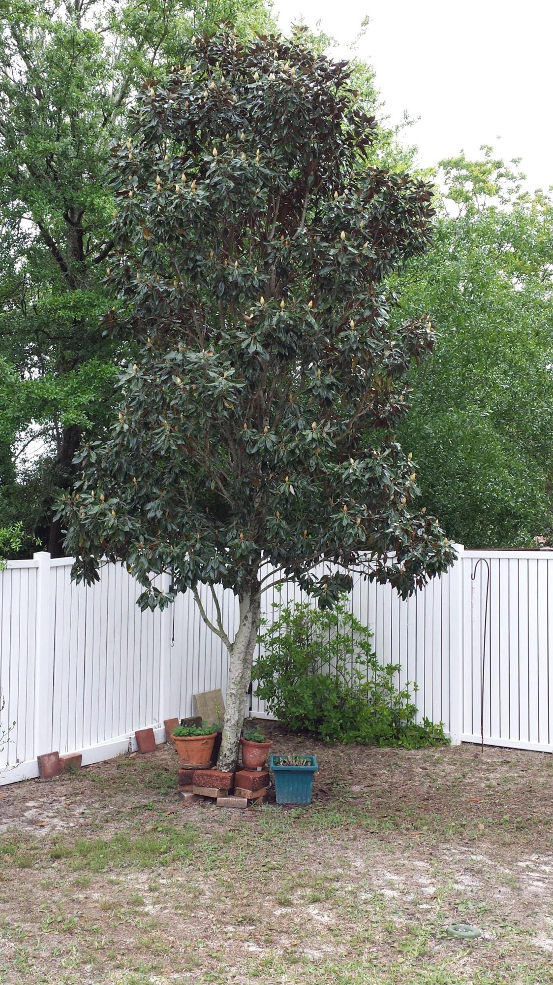 ADASHAN GARDYNS - Residential