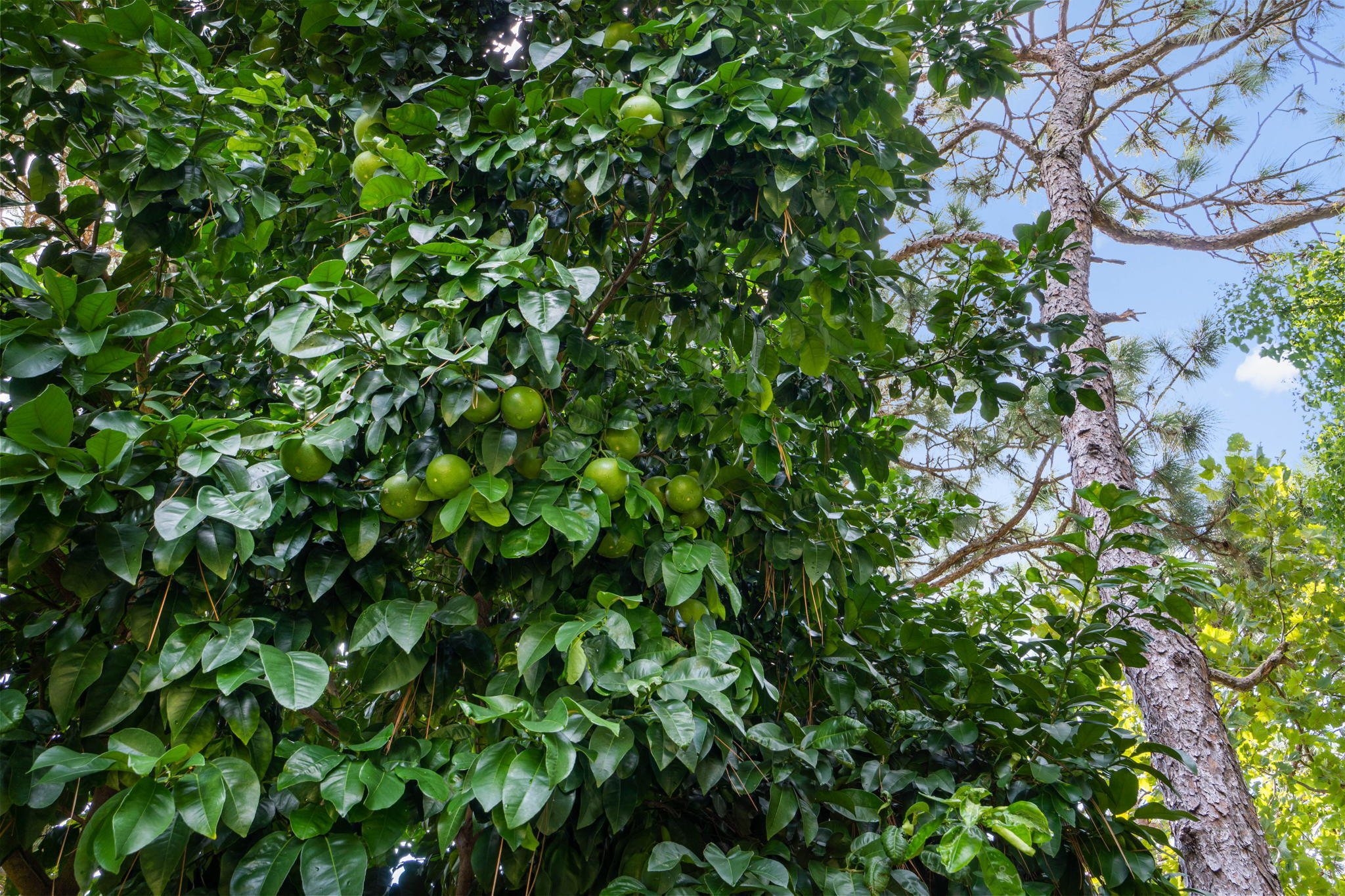 NAVARRE S/D 2ND ADDN - Residential