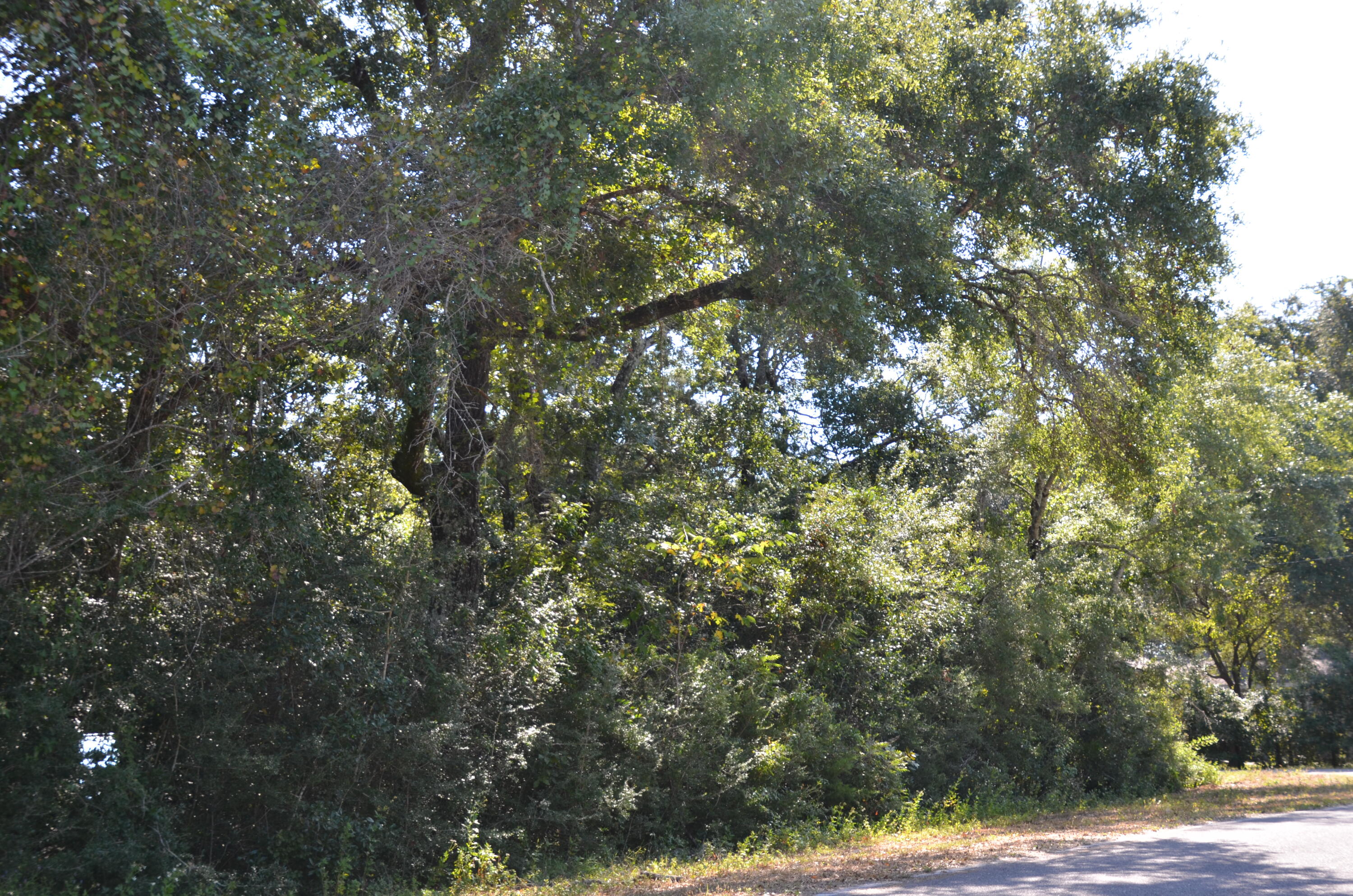 VILLA TASSO TOWN OF - Land