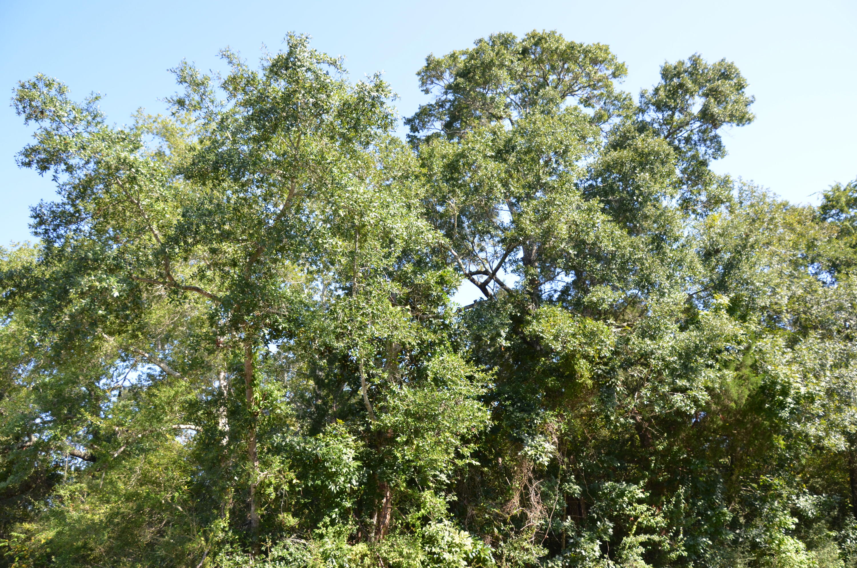 VILLA TASSO TOWN OF - Land