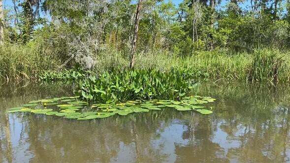 Part of Lot 5 Atzberger Island - Land
