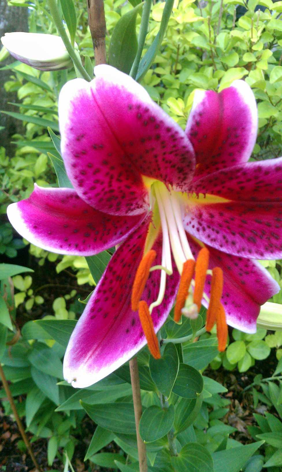 CALUSA BAY S/D - Residential