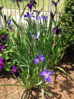 CALUSA BAY S/D - Residential