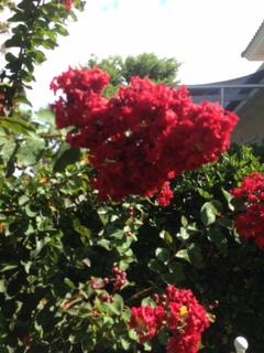 CALUSA BAY S/D - Residential