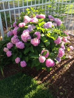 CALUSA BAY S/D - Residential