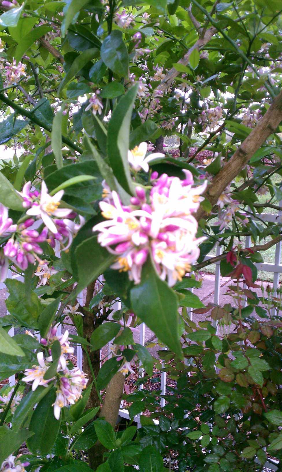 CALUSA BAY S/D - Residential