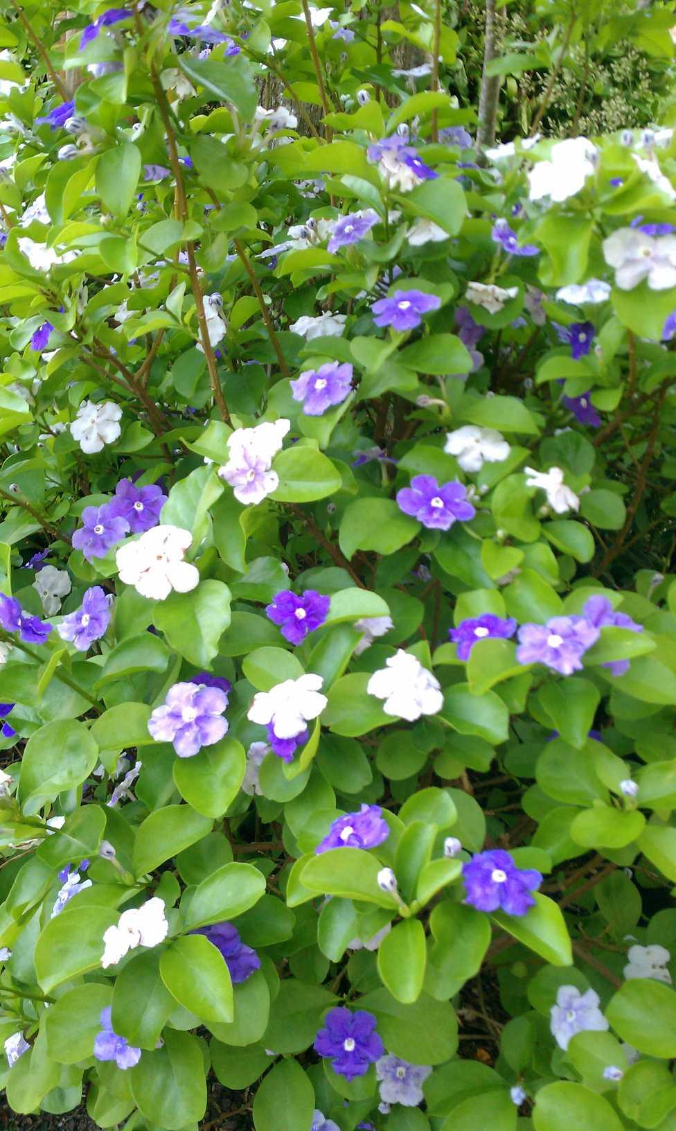 CALUSA BAY S/D - Residential