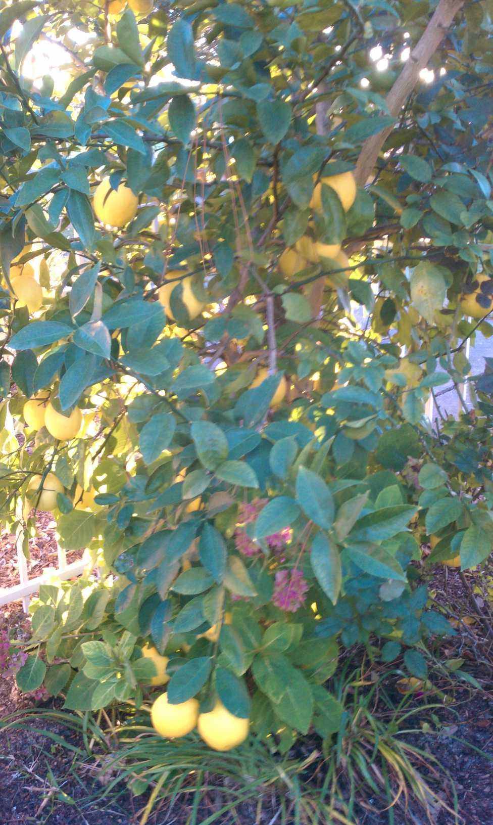 CALUSA BAY S/D - Residential