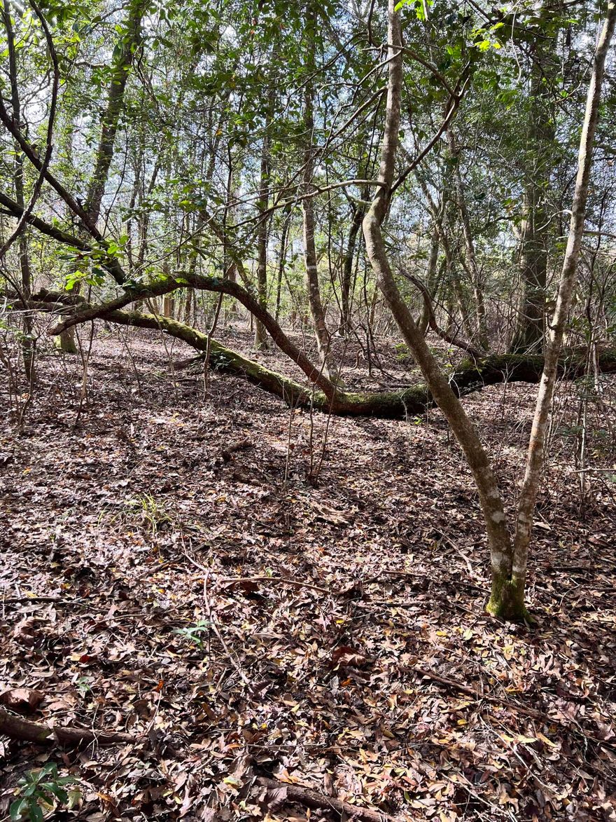 Come on over to the country! This is a spectacular property with a ton of possibilities. The front half of the property has young growth trees that should make for easy clearing for your homesite and or pasture, but the true beauty is hidden from prying eyes! The back portion, has beautiful mature hardwood trees and gently slopes to the property line where you can enjoy the calm serenity of the trickling stream as it flows across the property. The topography of this tract makes it almost perfect. It is high and dry in flood zone X and with the creek along the back line of the property you will have maximum use of the property without the headache and worry of the need for a crossing to access the balance of the acreage.