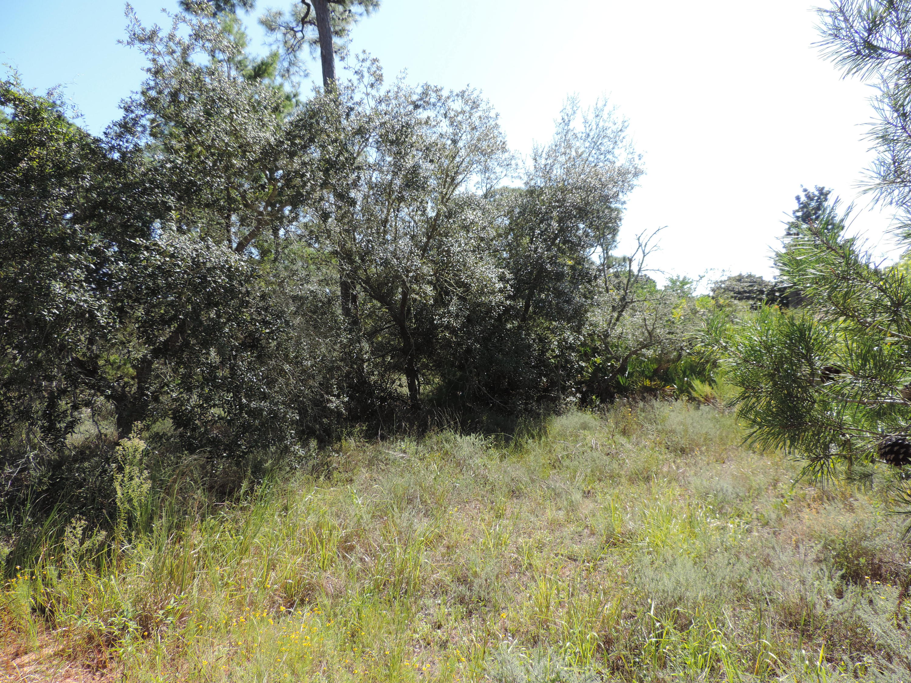 HOLLEY BY THE SEA - Land