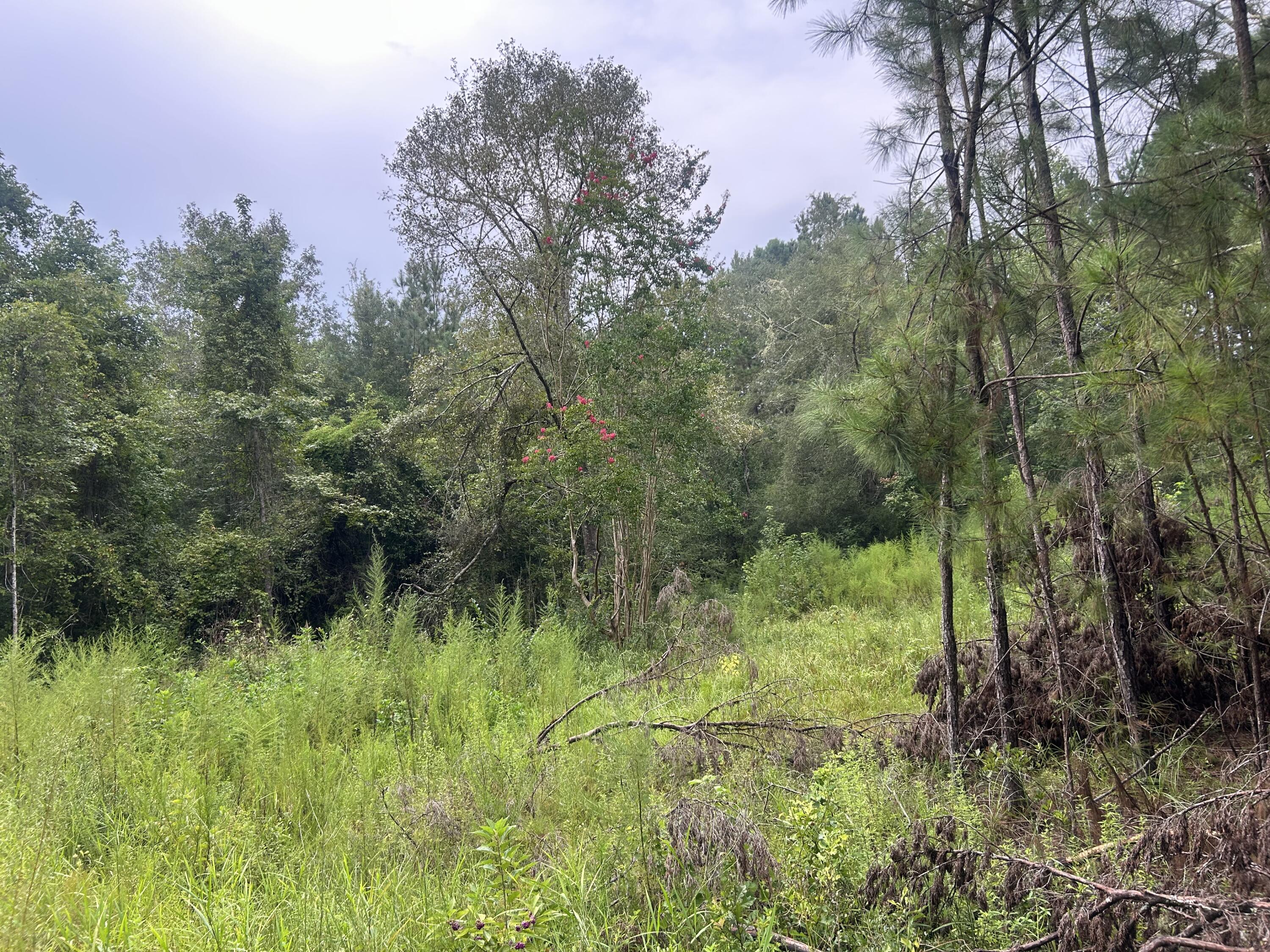 Make this vacant acreage near Ponce de Leon your new home. Plenty of room to have a garden, animals, and privacy. Property fronts a county maintained dirt road a short distance to school, post office, and small town grocery store. Easy access to I-10 for quick travel East to West. Beaches within a 45 minute drive. Trailers allowed. Older septic on property but seller does not guarantee condition. Land is wooded.