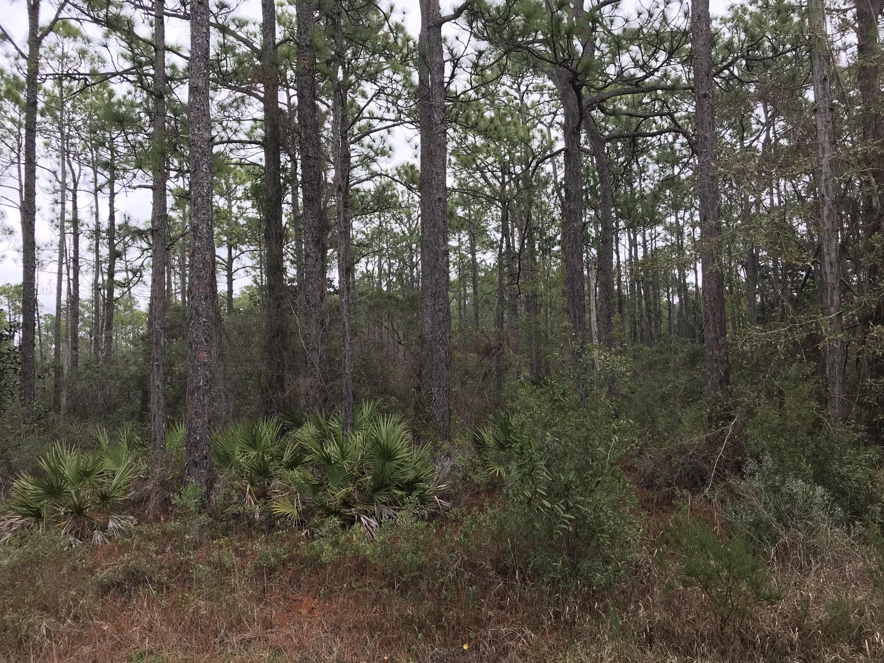 HUGE PRICE ADJUSTMENT - Looking for your own private estate lot? This 10 acre parcel has almost 2 acres of uplands. Abundant with trees from pines to magnolias and red maple all within 10 minutes to the beach. To the north of the property is conservation area owned by the state of Florida to the south a 10 acre parcel with utility easement. No utilities currently on the property. Zoned Conservation Residential - 2 units per acre. *information contained here should be verified if important to buyer