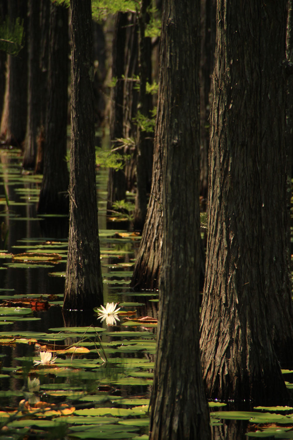 CYPRESS DUNES - Land