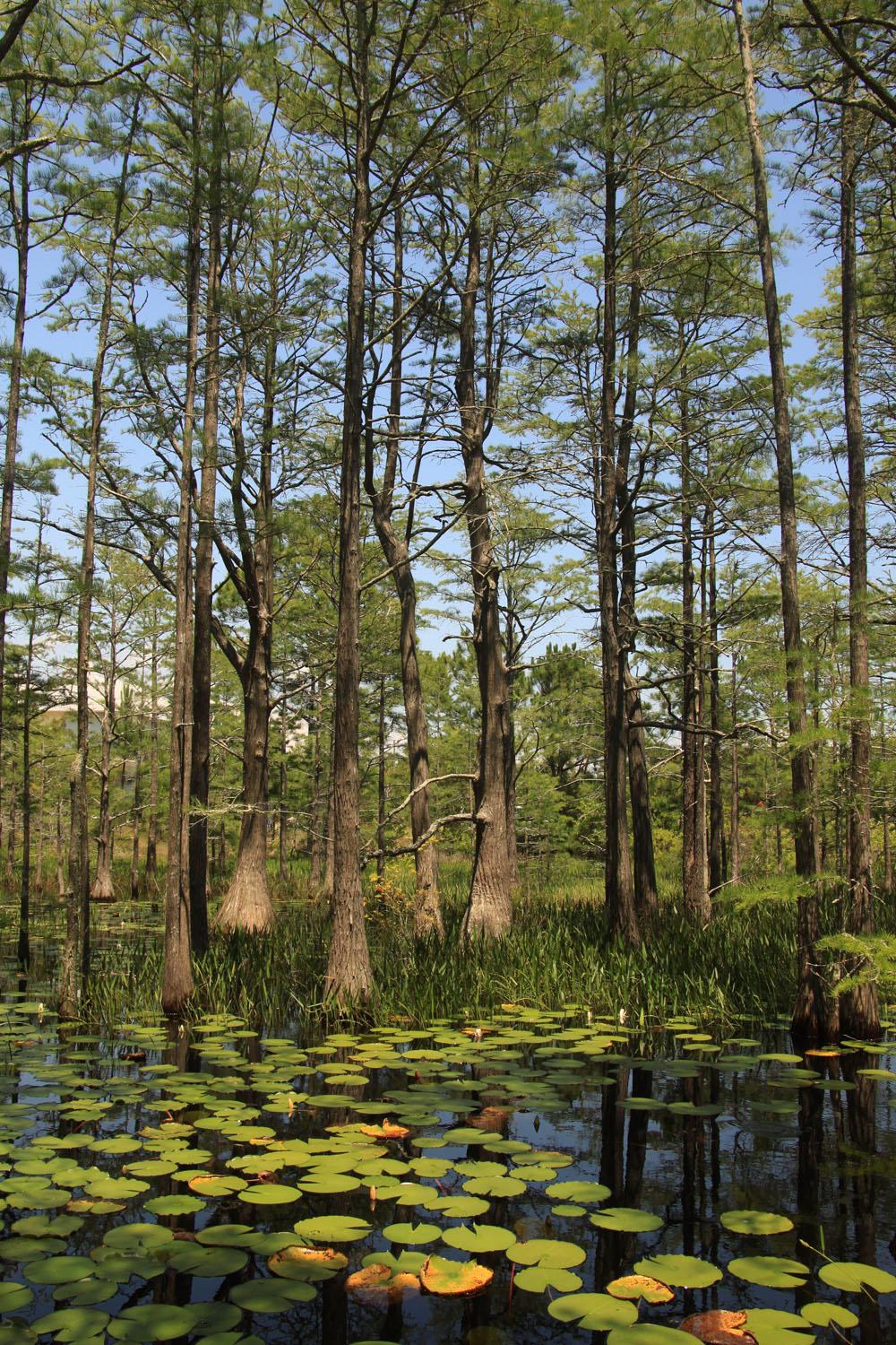 CYPRESS DUNES - Land