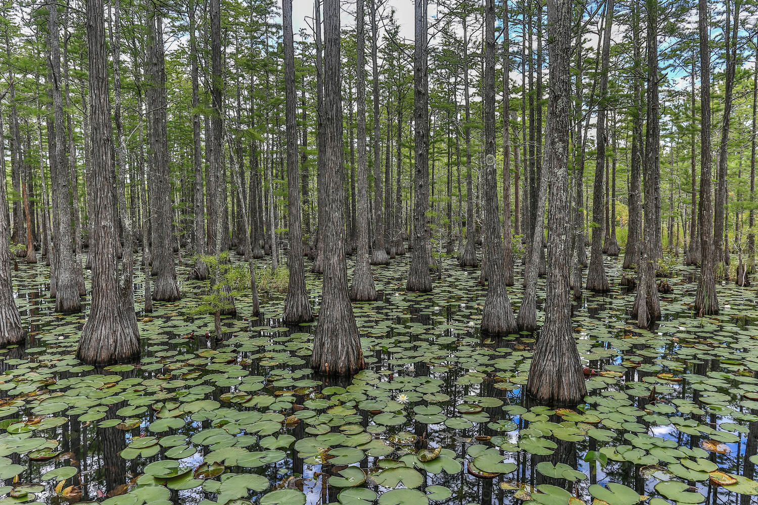CYPRESS DUNES - Land