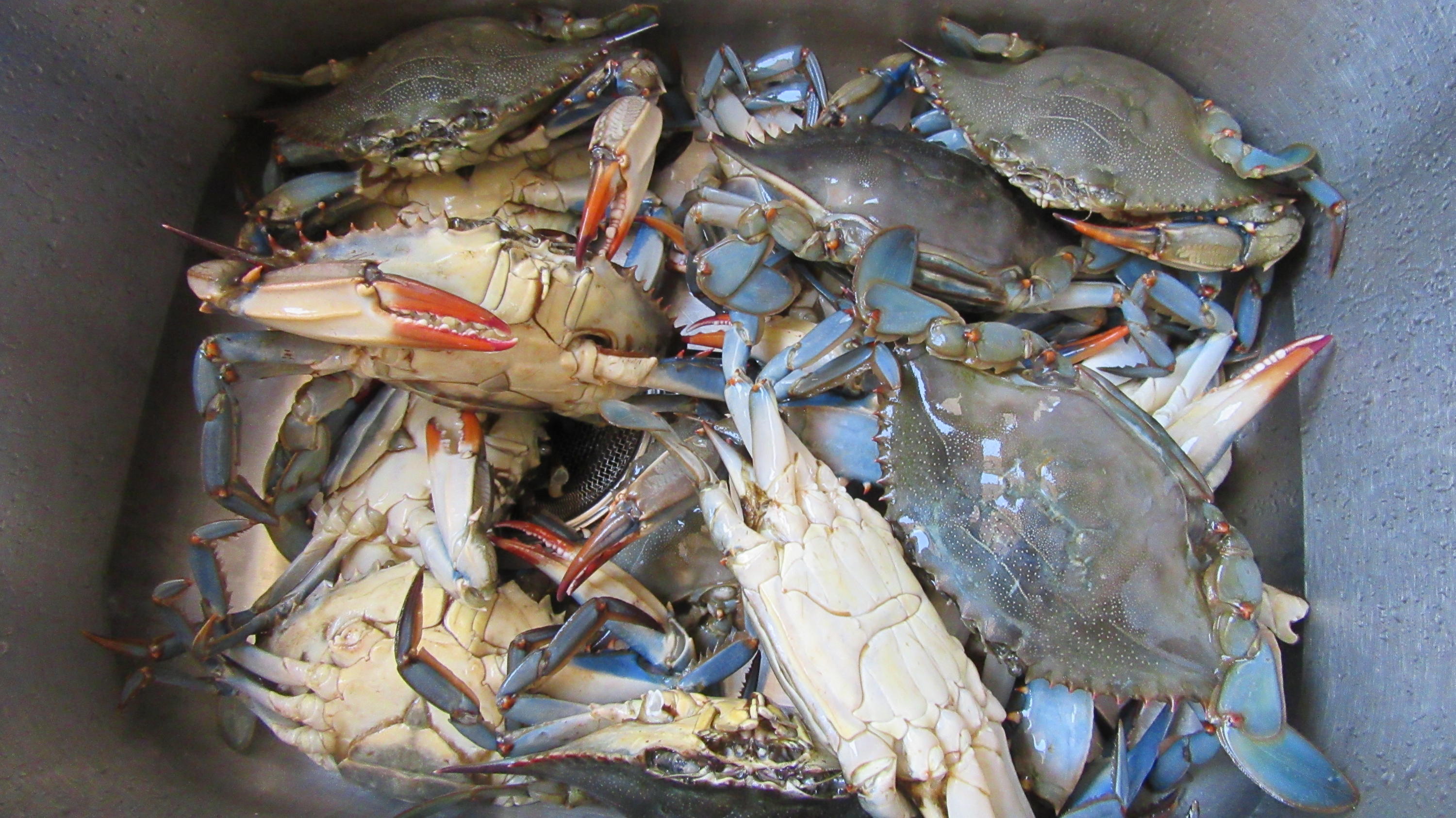 MORENO ACRES S/D - Residential