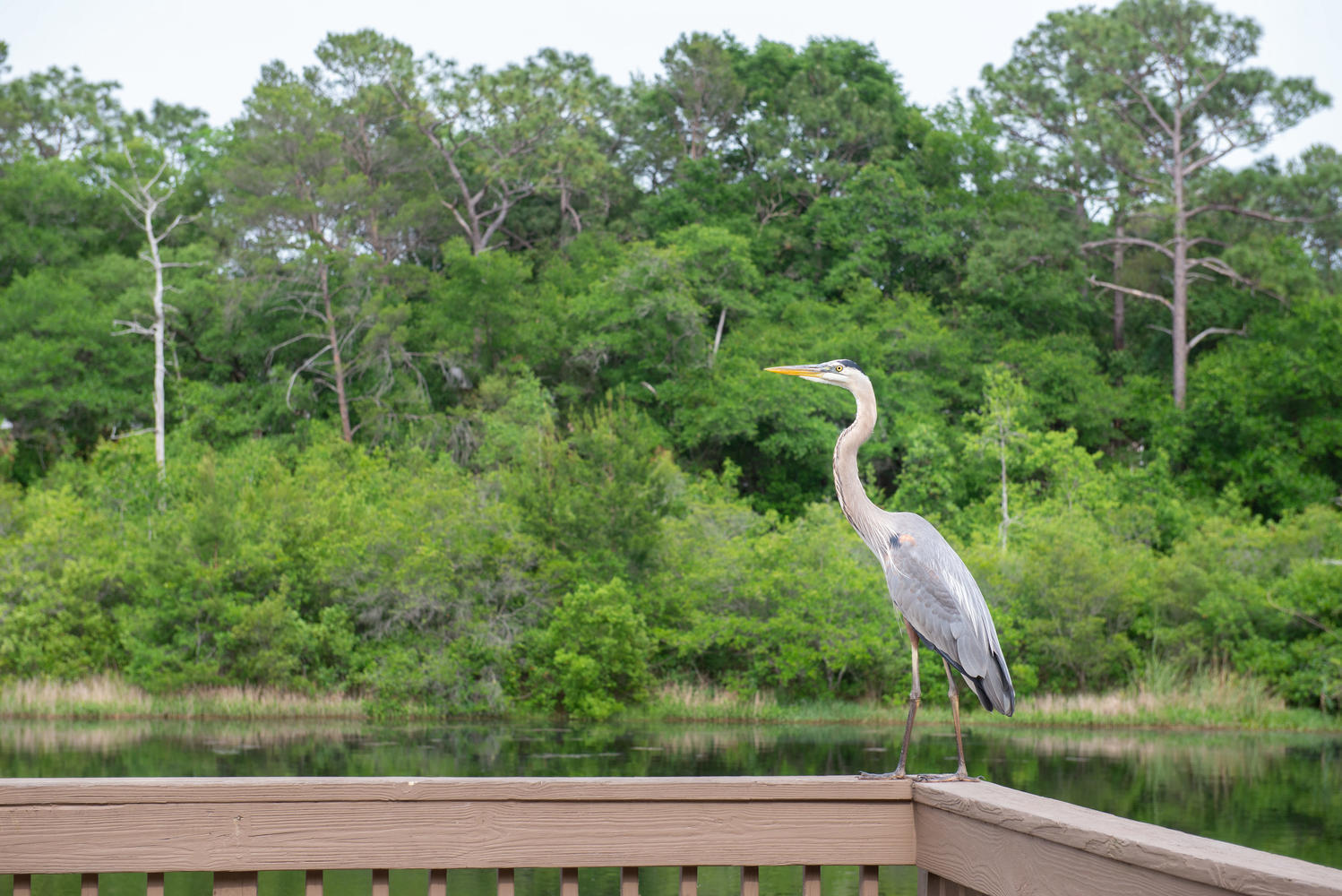 SWIFT CREEK PH VI - Residential